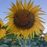 IMG-20220705-WA0006.jpg