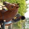 IMG_6242.jpeg